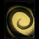 Illustration for article titled Photographer Captures Mesmeric Images of Parasitic Worm Sex